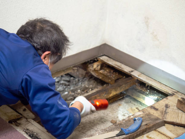 Best Local Mold Removal Service  in Moline, IL