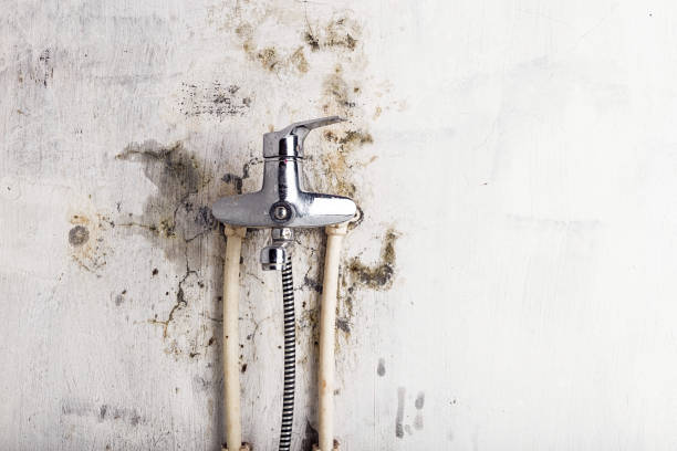 Best Same-Day Mold Removal  in Moline, IL
