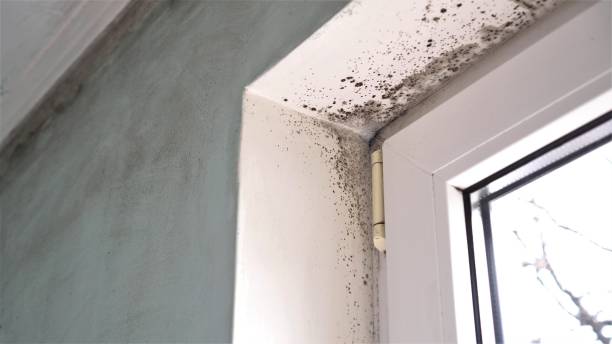 Best Attic Mold Removal  in Moline, IL