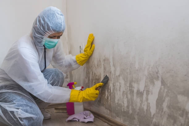 Professional Mold Removal in Moline, IL