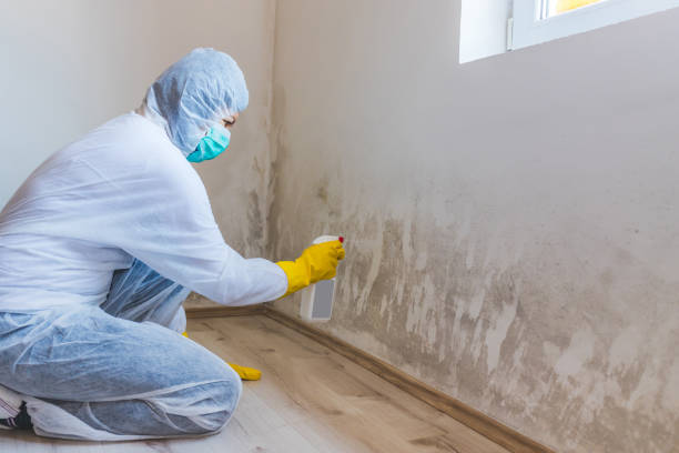 Best Home Mold Removal  in Moline, IL