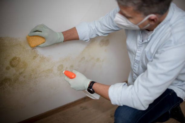 Best Mold Removal Near Me  in Moline, IL