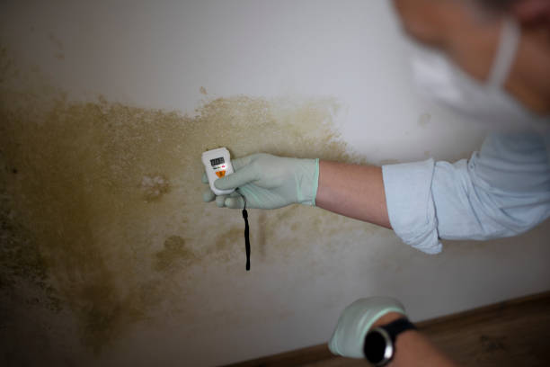 Best Mold Testing  in Moline, IL