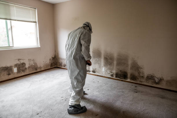 Best Emergency Mold Removal  in Moline, IL
